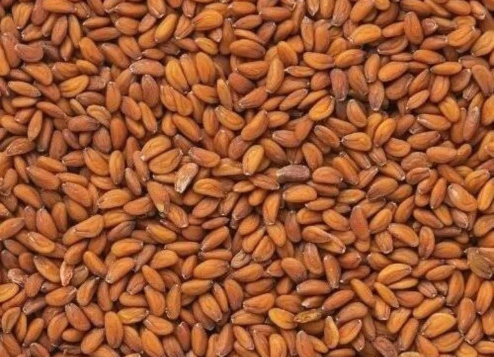 بذور رشاد 100 غرام